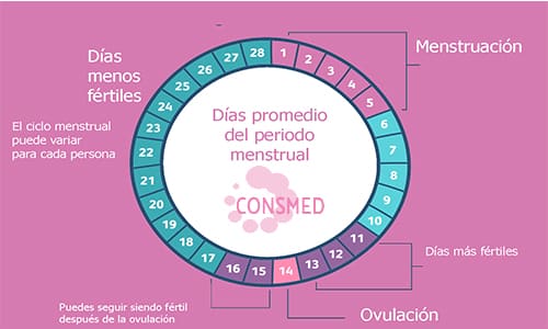 Ciclo menstrual promedio de la mujer